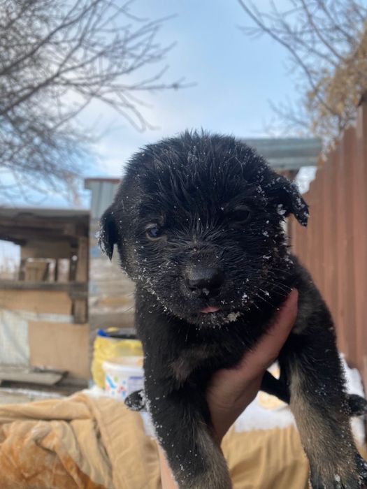 Отдам щенят бесплатно