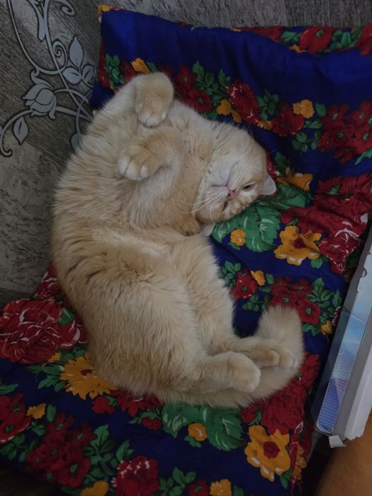 Срочно продается золотая шиншила мальчик 1.2г