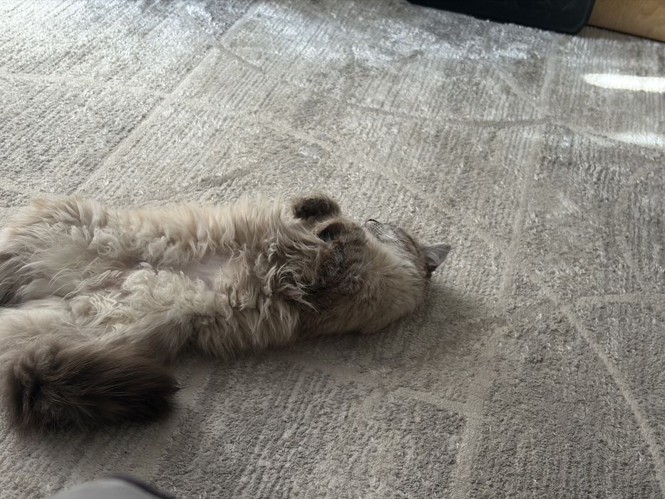 Кошка в хорошие руки