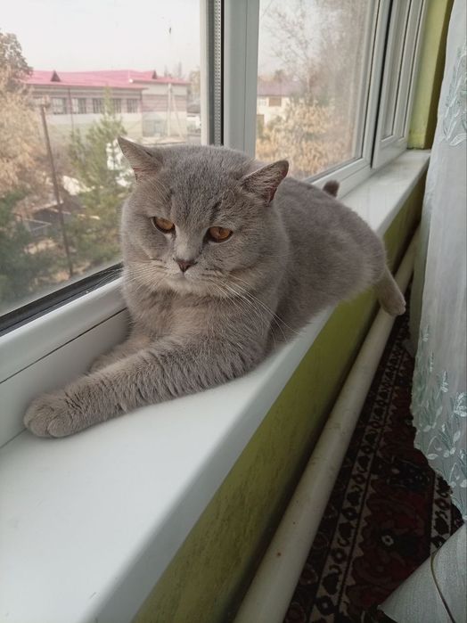 Мушукчалар сотилади зотдор