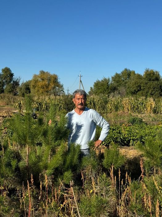 Сосна вяз саженцы