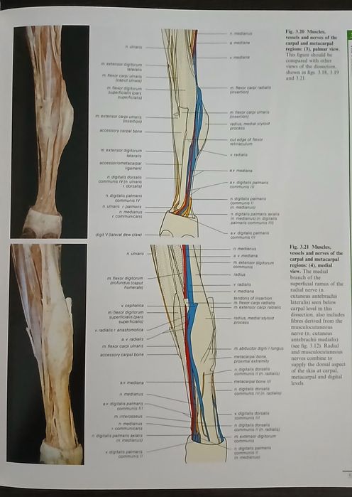 Цветни атласи по ветеринарна анатомия
