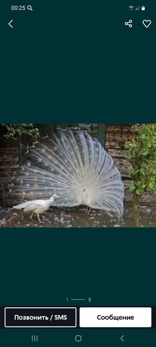 Ак павлин пара сатылады