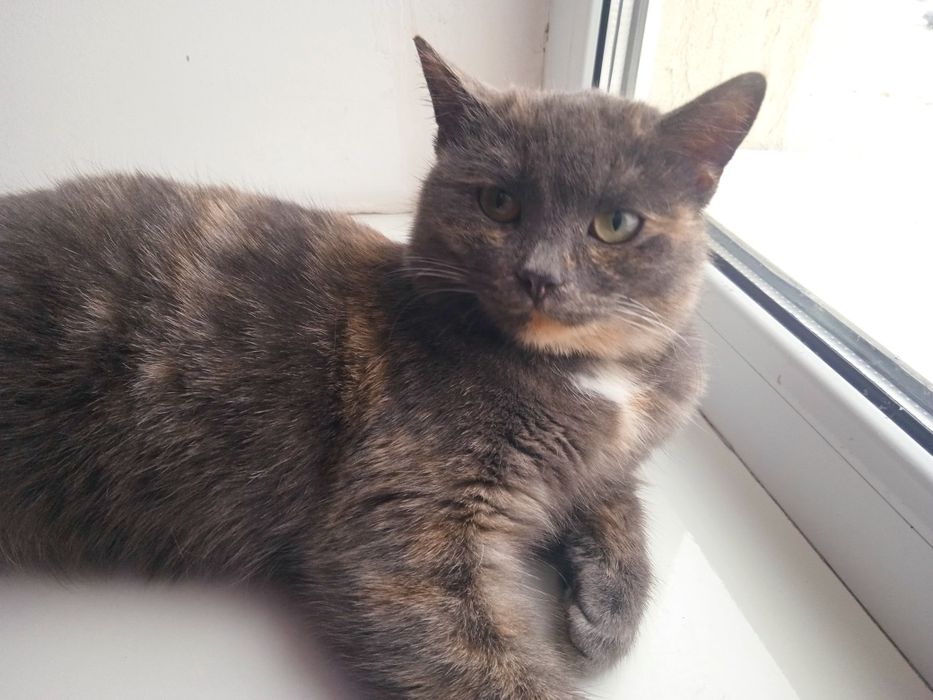 Отдам кошечку в добрые руки