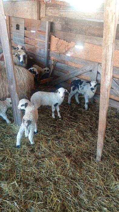 Oi tinere disponibile