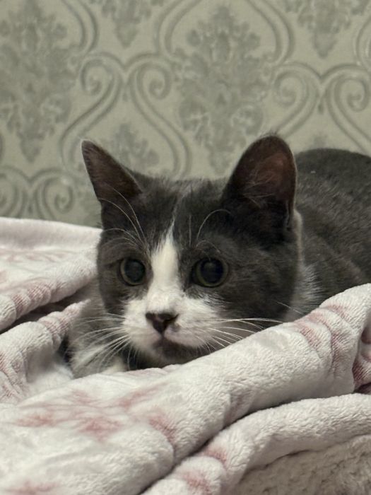 Отдам кота в хорошие руки