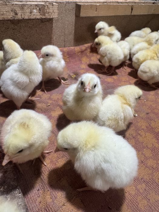 Продам  цыплят бройлера