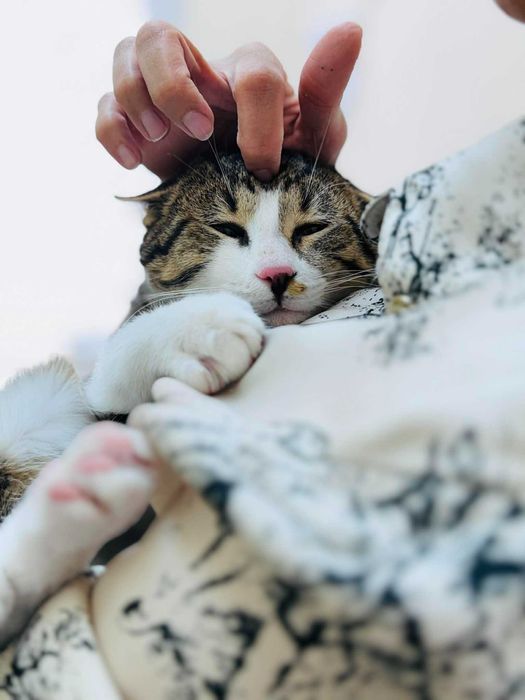 Коте Рио търси своя дом