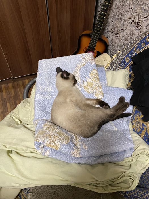 Сиамский Котенок 5 месяцев