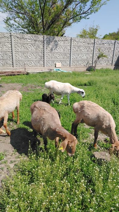 Продам Баранов хороших