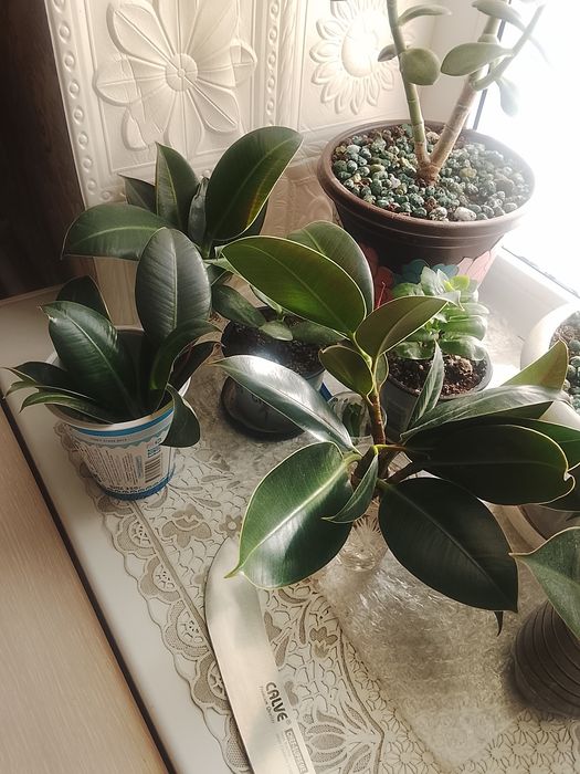 Фикус каучуконосный продам