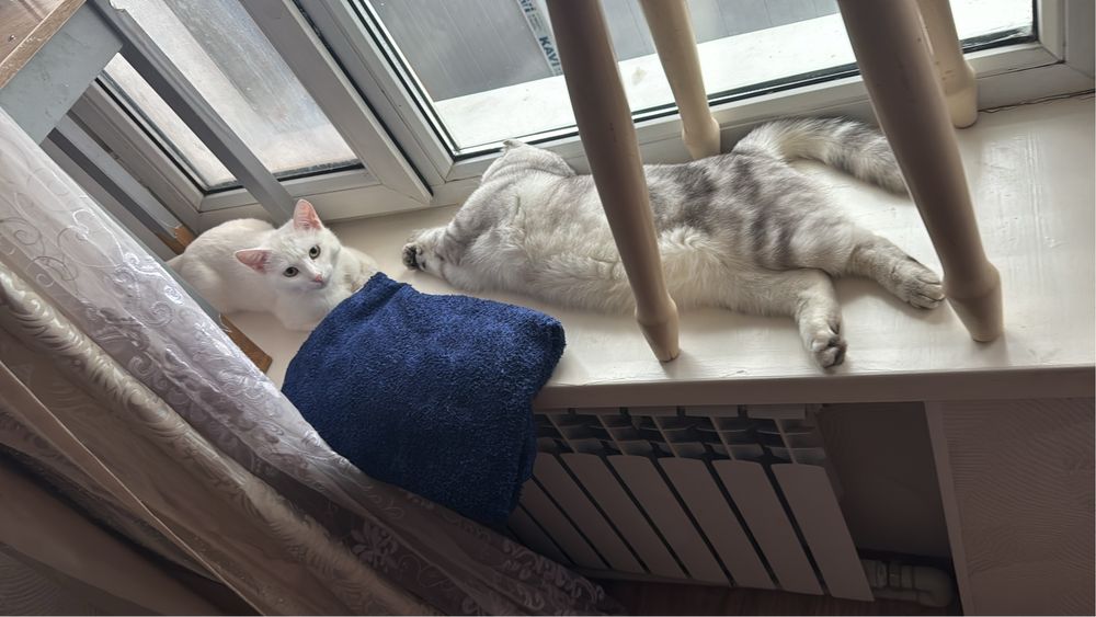 Потеряли кота по имени Юки