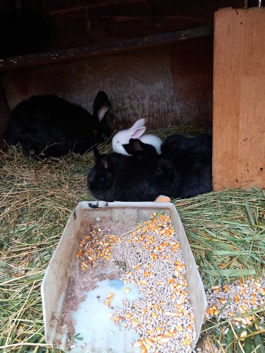 Iepuri albi și negri