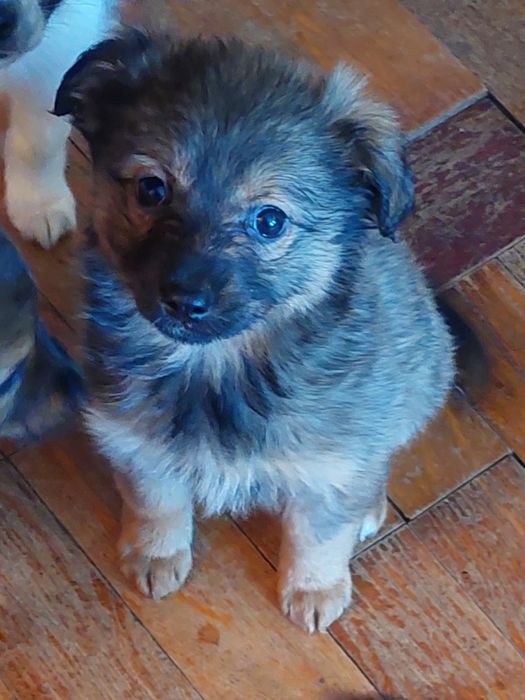 Щенки. 1 месяц. Домашнии