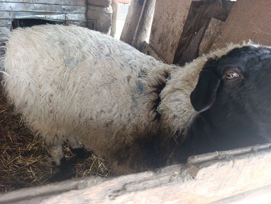 Продам кошкар кастрированный !