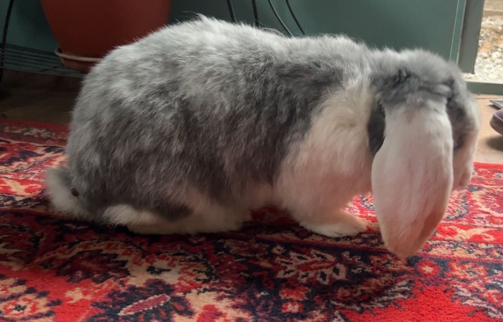 Самец Французского барана