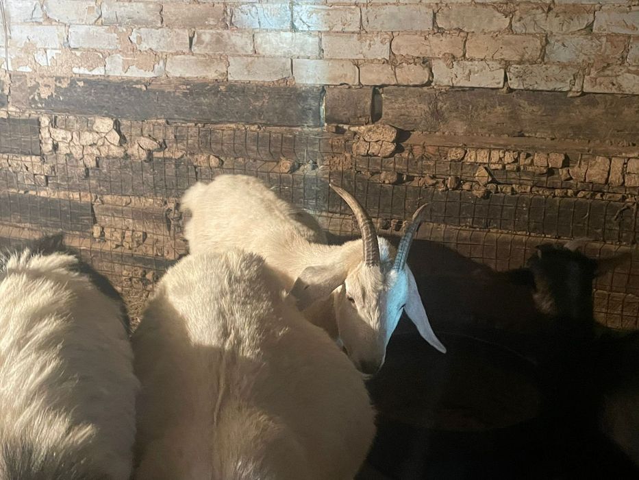 Продам козел молочный