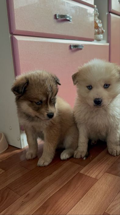 Продам щенят Хаски