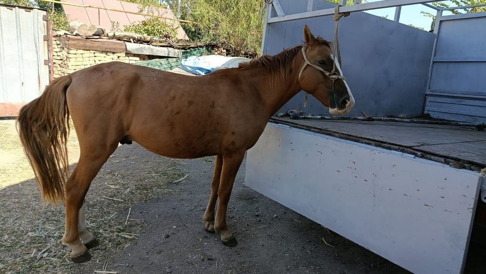 Пшпе ат. холощёный конь.