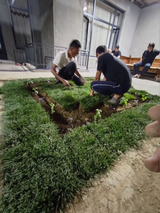 Yevro gazon sifatli va arzon