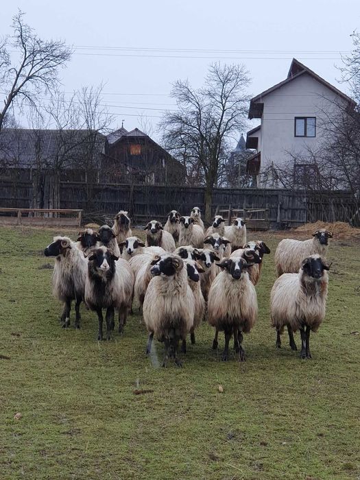 Vand oi. Detalii la numarul din anunt