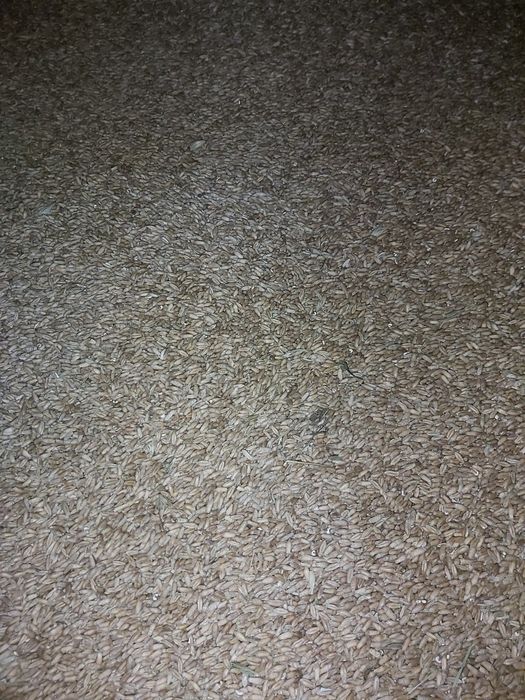 Grau de vanzare 2025