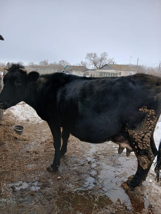 коровы с телятами!