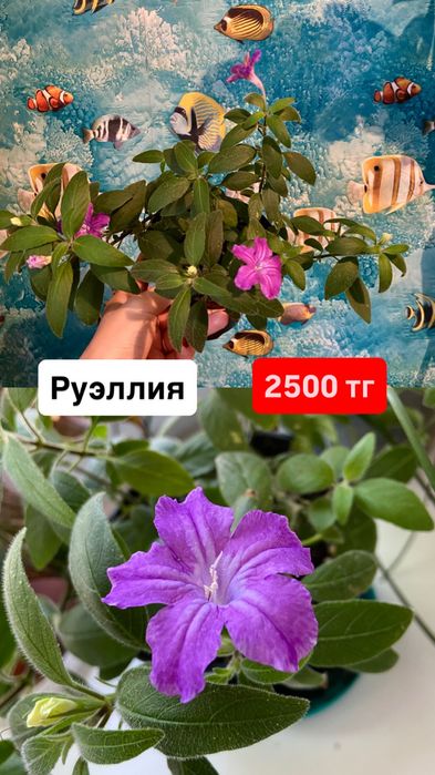 Комнатные цветы.
