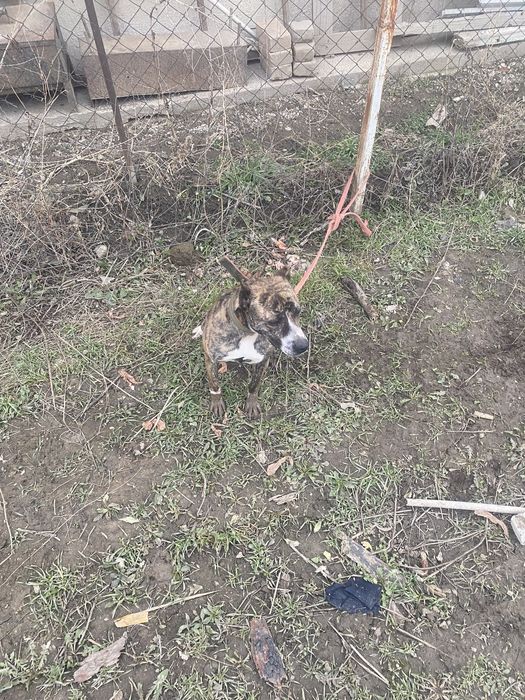 Продам девочку питбуля