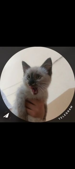 Срочно , кому котёнок , кто то выкинул