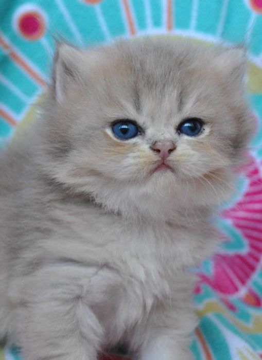 British Longhair alb cu ochi albastri