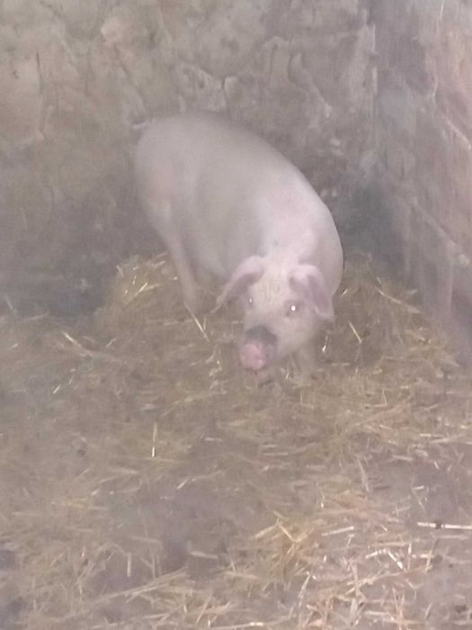 Прасе.                      .