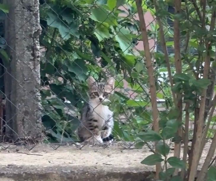 Подарявам 4 котета