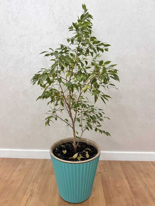 Комнатные цветы для дома и офиса