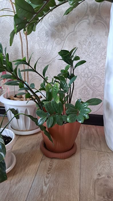 Замиокулькас доллоровое дерево