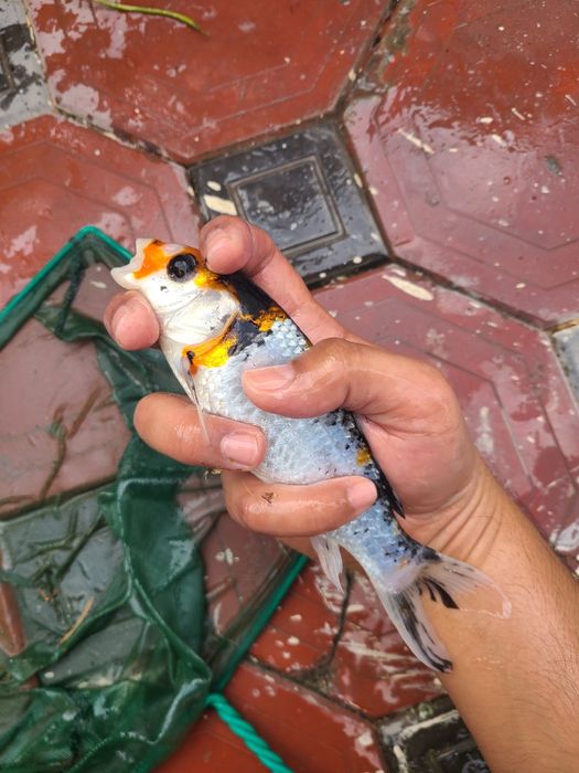 Koi koya koi koya baliq