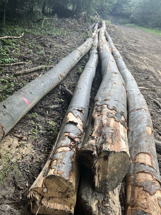 Vând lemne de foc , fag , stejar !!