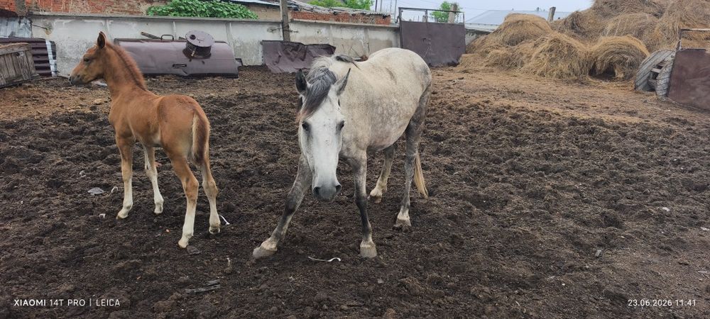 Продам лошадей, разных возрастов