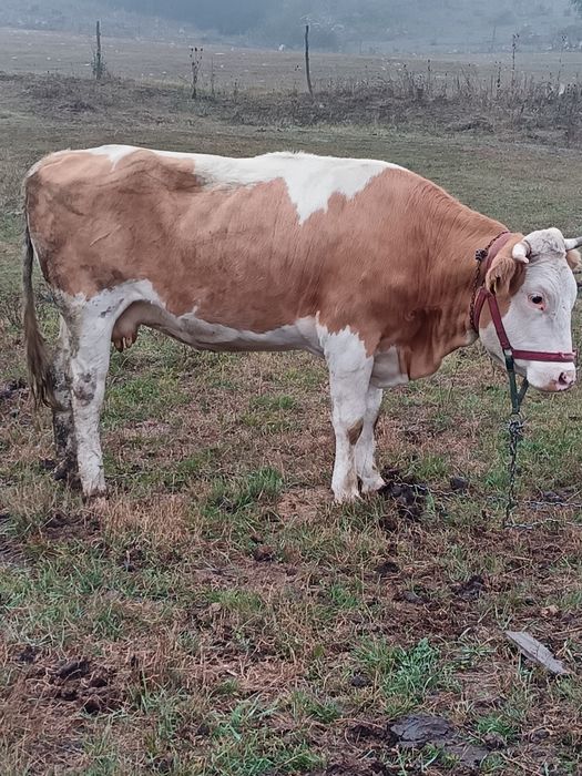 Vând urgent o vacă de abator