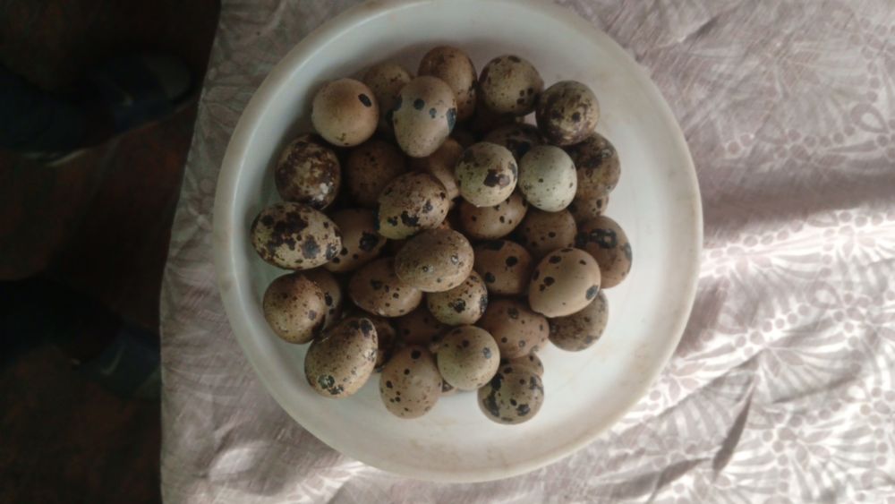 Перепелиные яйца