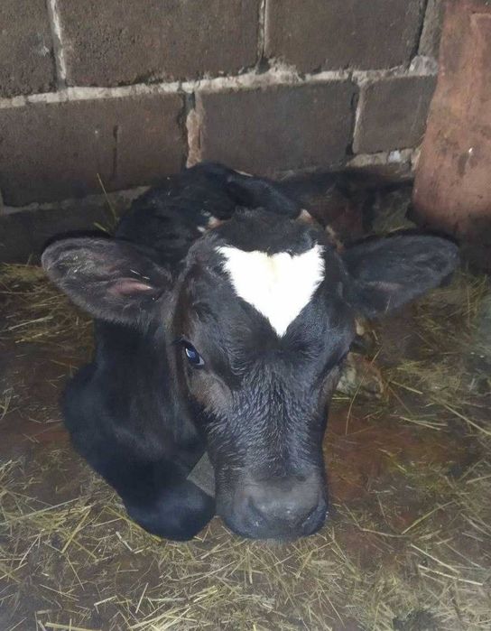 Продам телят от 1 месяца