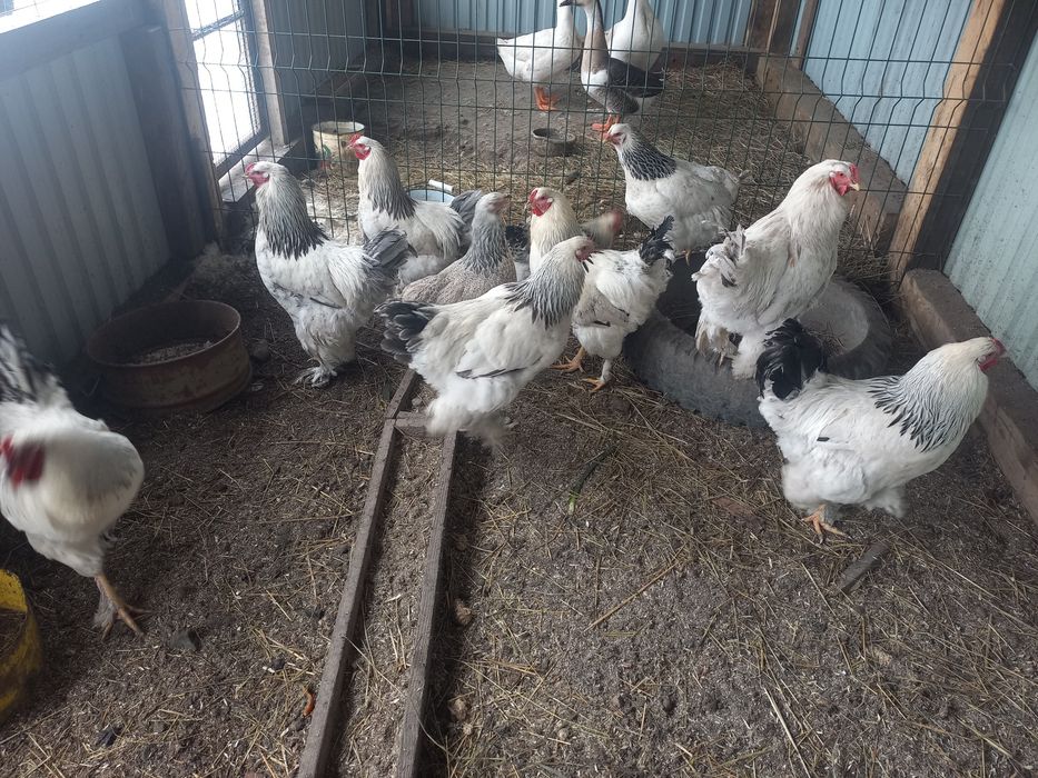 продам петухов Брамма