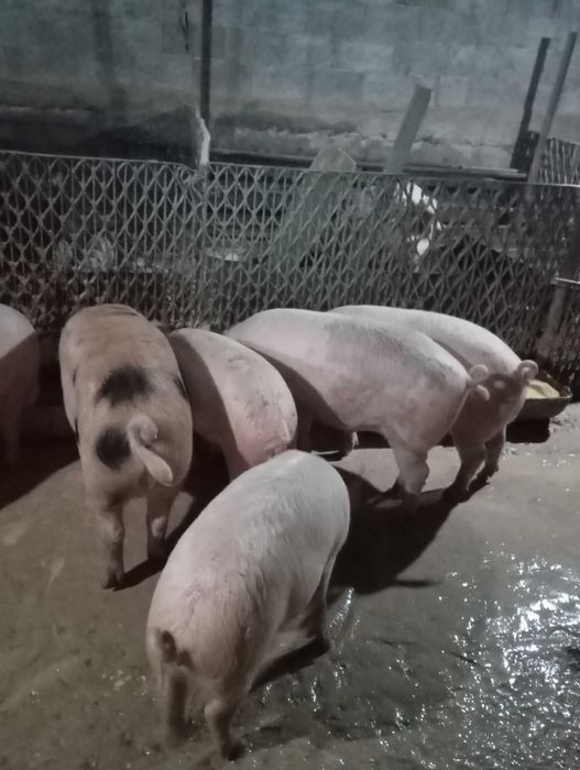 Продавам прасенца