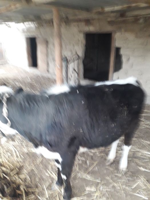 Сатылады семіз үрғашы баспақ қолдан бағылған