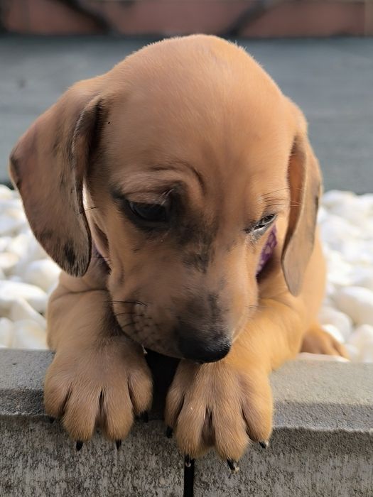 Teckel dachshund