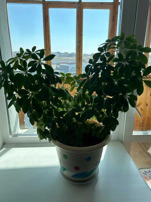 Продаются цветы для дома