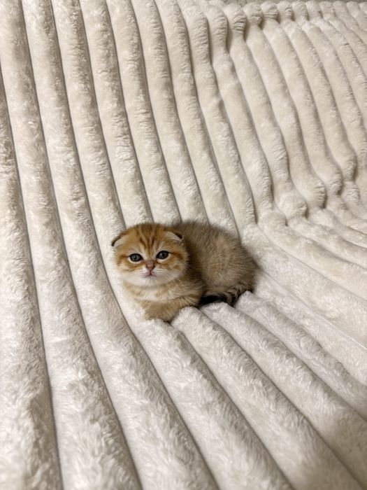 Вислоухий Котенок, британская золотая шиншилла