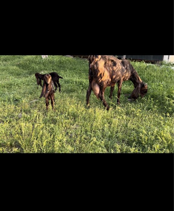 Камори ешкі сатылады..