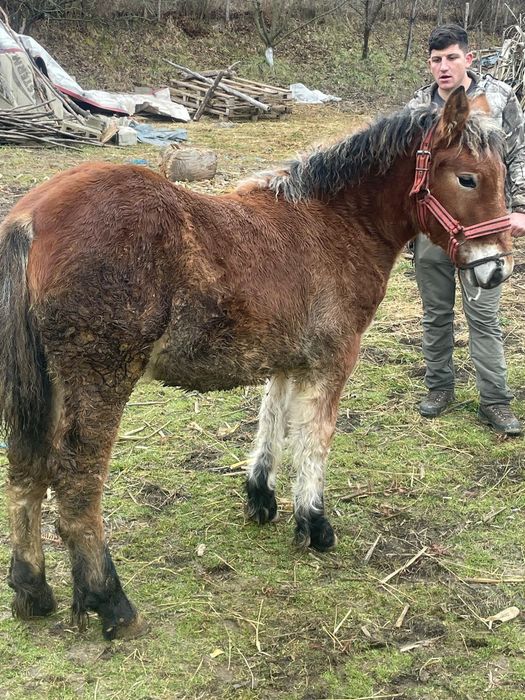 Vand o manza de 7 luni