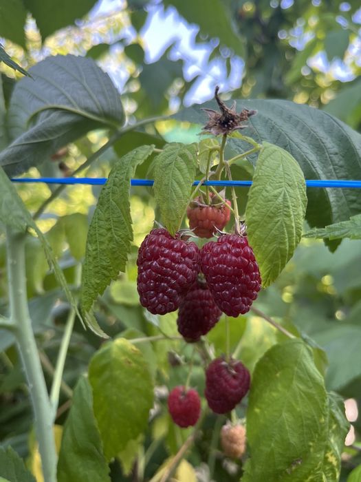 Zmeura naturală 100% BIO